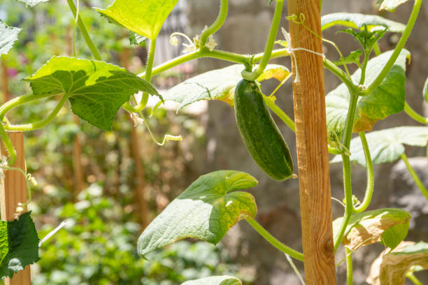 Fresh homegrown cucumber hanging on green tree branches stock photo
