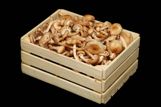 Fresh honey mushrooms in wooden basket. stock photo