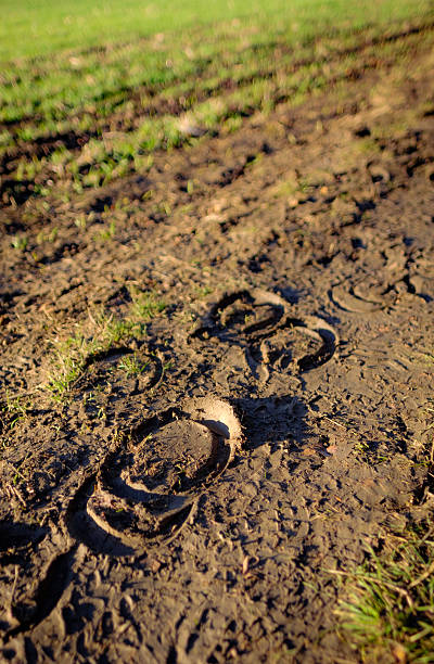 Fresh horseshoe print seen in a muddy field Fresh horseshoe print seen in a muddy field. Various hoof prints can be seen at the edge of an arable field seen with crops just coming through. horse hoof prints stock pictures, royalty-free photos & images