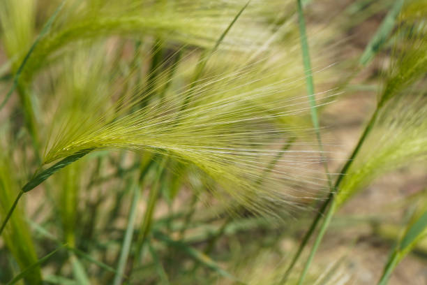 fresh intermediate barley ears also called foxtail barley stock photo