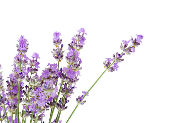 fresh lavender fresh lavender isolated on whiteSome of my pictures of herbs & spices: lavender color photos stock pictures, royalty-free photos & images