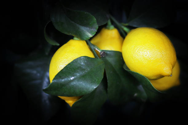 Fresh lemons on dark background. Ripe lemon on bushes with green leaves. Fresh ripe lepon concept. stock photo