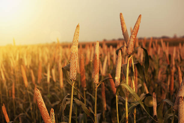 Fresh Millet Crop Landscape stock photo
