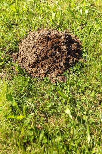 Fresh mole hills on a garden meadow. Molehills on lawn in the garden. Damaged lawn.