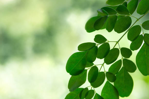 Fresh Moringa leaves background stock photo