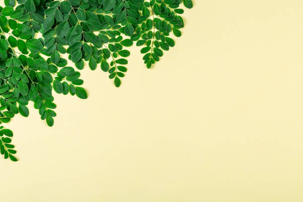 Fresh Moringa leaves  (Moringa Oleifera) on yellow background with copyspace. stock photo