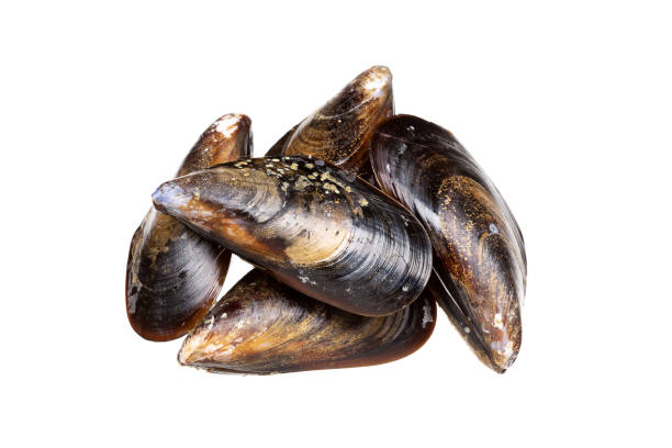 färska musslor isolerad på vit bakgrund. blåmusslor - shellfish bildbanksfoton och bilder