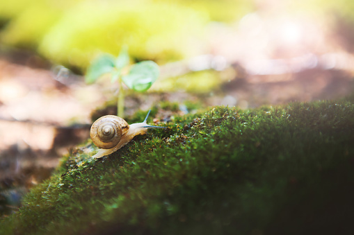 Traveling with its house, this snail has found a safe spot among the greenery.