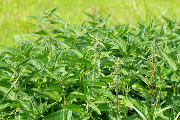 Fresh nettles on the meadow stock photo