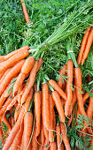 istock Fresh orange carrots for sale at a farmer's market 1398507708