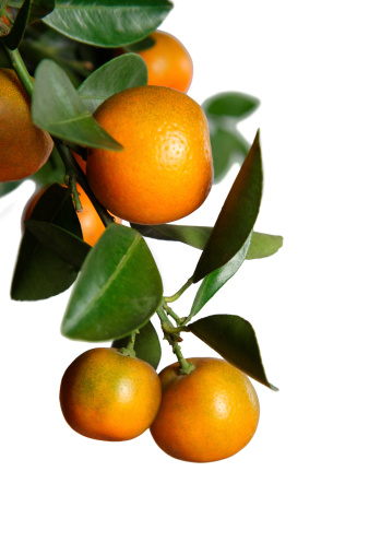 istock Fresca naranjas aislado sobre fondo blanco 182487290