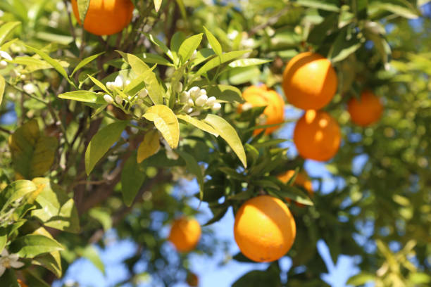 fresh oranges on the tree - blooming spring nature stock photo