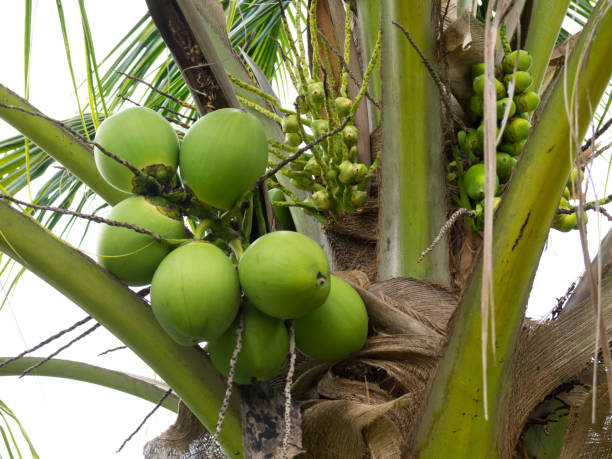 fresh organic brown coconut. - digne stok fotoğraflar ve resimler