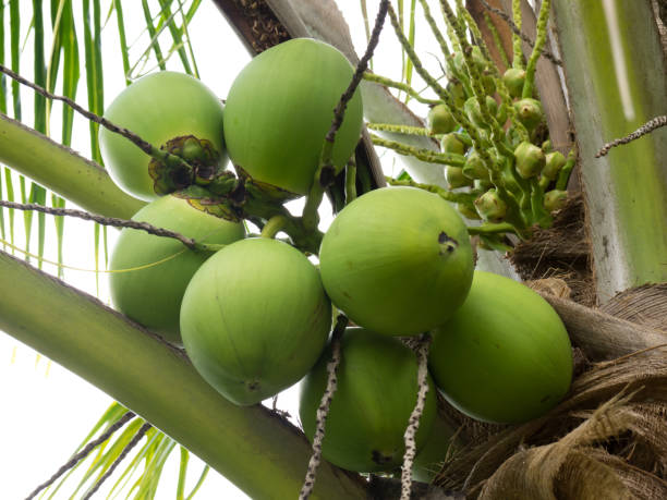 fresh organic brown coconut. - digne stok fotoğraflar ve resimler