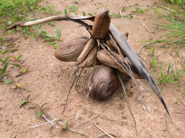신선한 유기농 브라운 코코넛. - digne 뉴스 사진 이미지