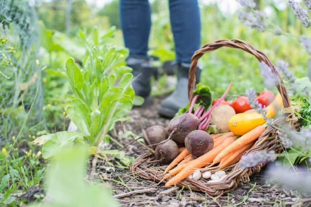 Fresh organic vegetables in trug basket on allotment. An assortment of freshly picked organic vegetables in a trug basket on an idyllic English allotment with person wearing boots in background. community garden stock pictures, royalty-free photos & images
