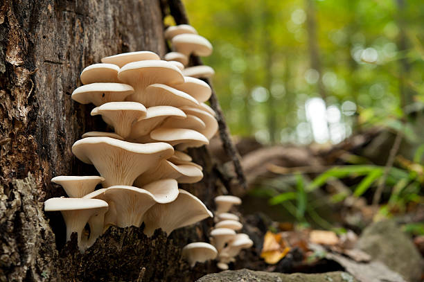fresh oyster mushrooms on a dead tree A healthy looking clutch of fresh oyster mushrooms growing out of the base of a dead tree. Shot with shallow depth of field in natural light. mushroom stock pictures, royalty-free photos & images