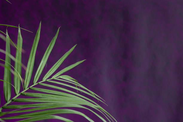 Fresh palm branch on purple background stock photo