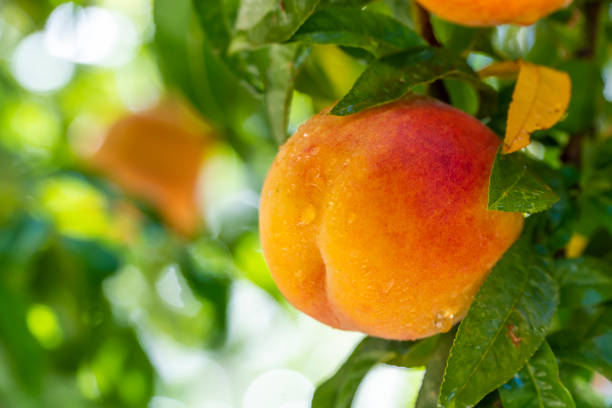 Fresh peaches on tree after rain. In sunny day, after rain, fresh peaches standing on tree with rain drops. peach tree stock pictures, royalty-free photos & images