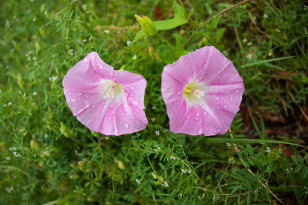 Fresh pink convolvulus flowers. stock photo