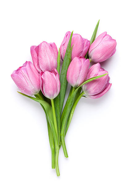 Fresh pink tulip flowers Fresh pink tulip flowers bouquet. Isolated on white background bunch stock pictures, royalty-free photos & images