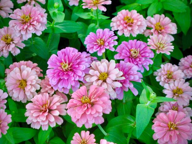 Fresh Pink Zinnia Flowers in A Garden Group of Pink Zinnia or Chrysogonum Peruvianum Flowers in A Garden for Home and Building Decoration. zinnia stock pictures, royalty-free photos & images