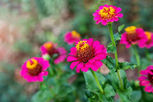 Fresh pink zinnia flowers in the garden Dark pink zinnia flower in garden outdoors with blooming and blur background zinnia stock pictures, royalty-free photos & images