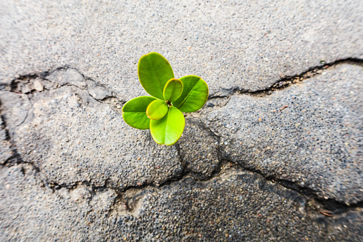 Fresh Plant Growing Out Of Concrete Stock Photo - Download Image Now