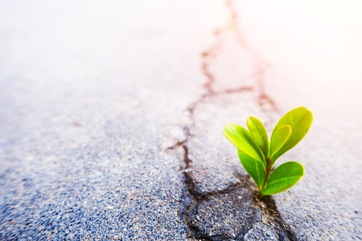 Fresh Plant Growing Out Of Concrete Stock Photo - Download Image Now