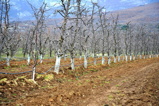 Fresh plowed Apple orchard with trees protected with bordeaux mixture,copper sulphate, stock photo