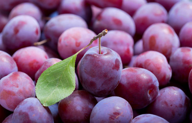 fresh plums as background stock photo