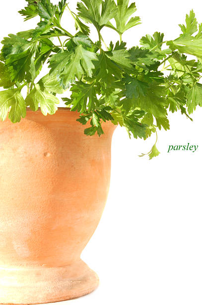 Fresh potted parsley stock photo