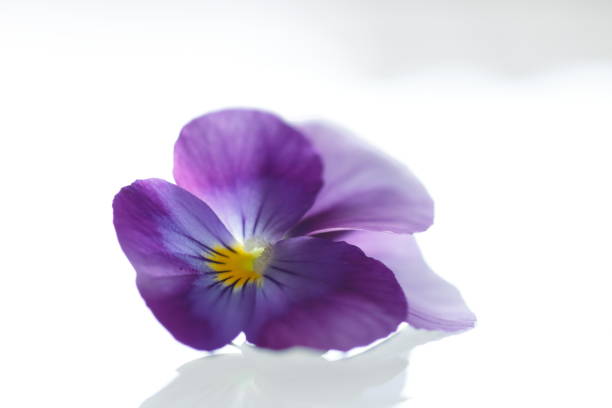 Photo of fresh purple violet, on white surface