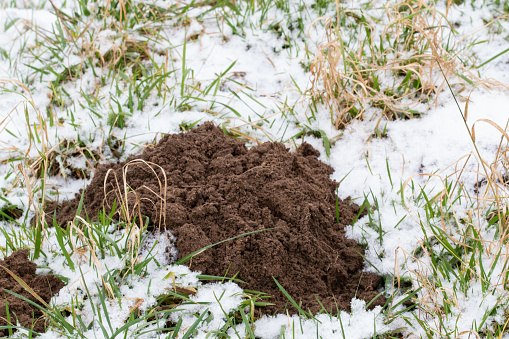 Fresh raised molehills in the snow.