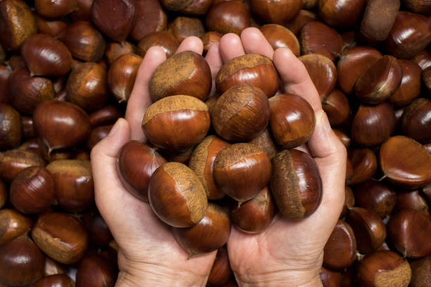 Fresh raw chestnuts. stock photo