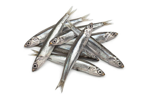Fresh raw European anchovy stock photo