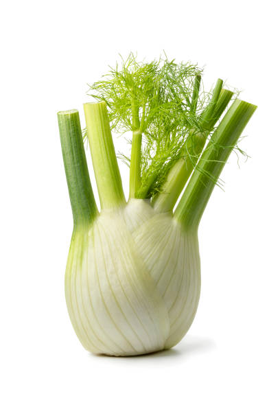 Fresh raw fennel bulb Fresh raw organic fennel bulb isolated on white background fennel stock pictures, royalty-free photos & images