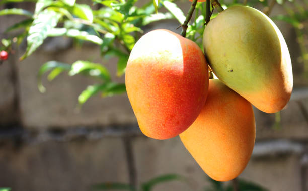 frischen rohen mangos - mango stock-fotos und bilder