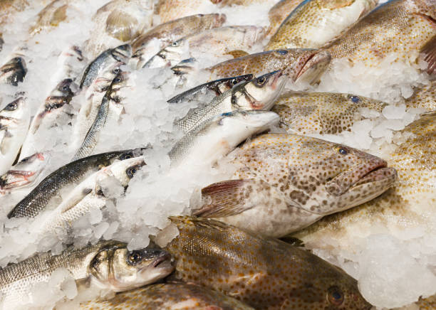 34 hamour fish stock photos pictures royalty free images istock