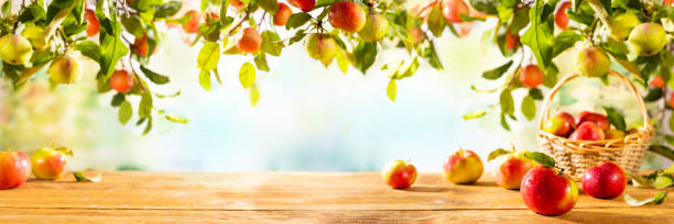 Fresh Red and green Apples on wooden table and on tree branches. stock photo