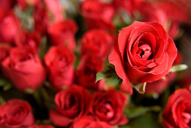 Fresh red roses background for Valentine Selective focus on the rose on the right to make it stand out of others and allow copy space. OTHER CHOICE BELOW: bed of roses stock pictures, royalty-free photos & images