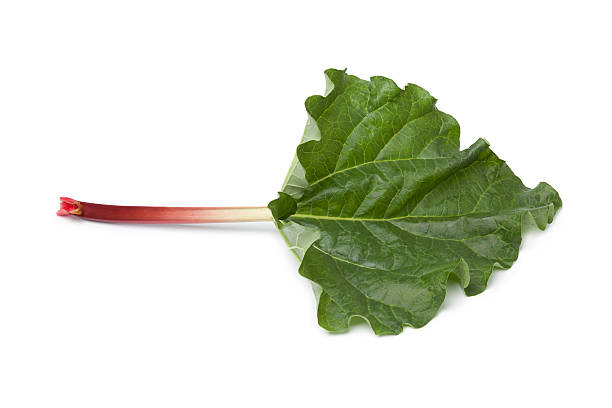 fresh rhubarb stalk and leaf - rabarber on white bildbanksfoton och bilder