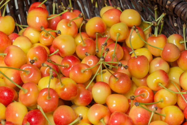 Fresh ripe rainier cherries in a wicker basket stock photo