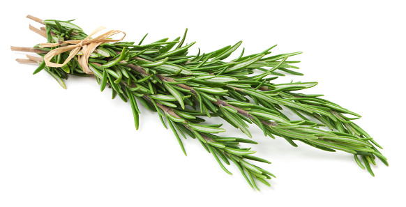 Sprigs of rosemary herb tied at the base with a tan twine string.  There are six sprigs.  The herbs have light shading against the stark white background.  The sprig ends are at the top left of the photo, the tops of the herb at the bottom right.