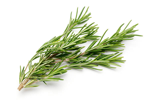Fresh Rosemary Isolated on White Fresh rosemary isolated on white background rosemary photos stock pictures, royalty-free photos & images