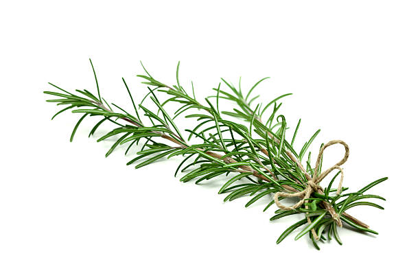 Fresh rosemary sprigs tied with twine at the base stock photo