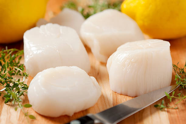 Fresh sea scallops with knife and lemon stock photo