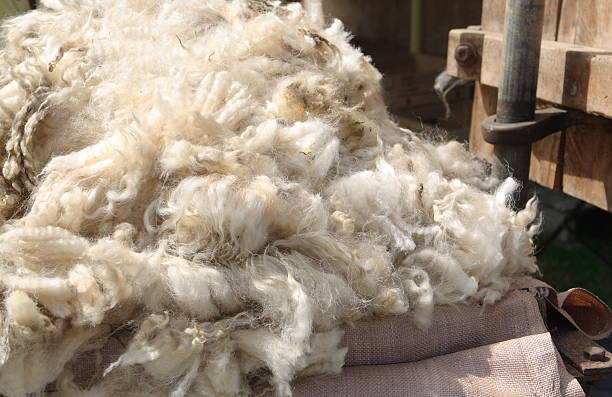 Fresh Sheeps Wool stock photo