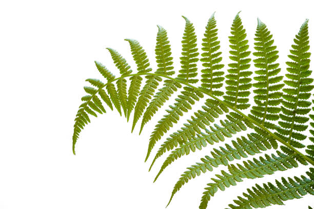 Fresh single fern leaf against a white background stock photo