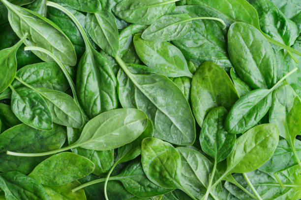 Fresh spinach leaves stock photo